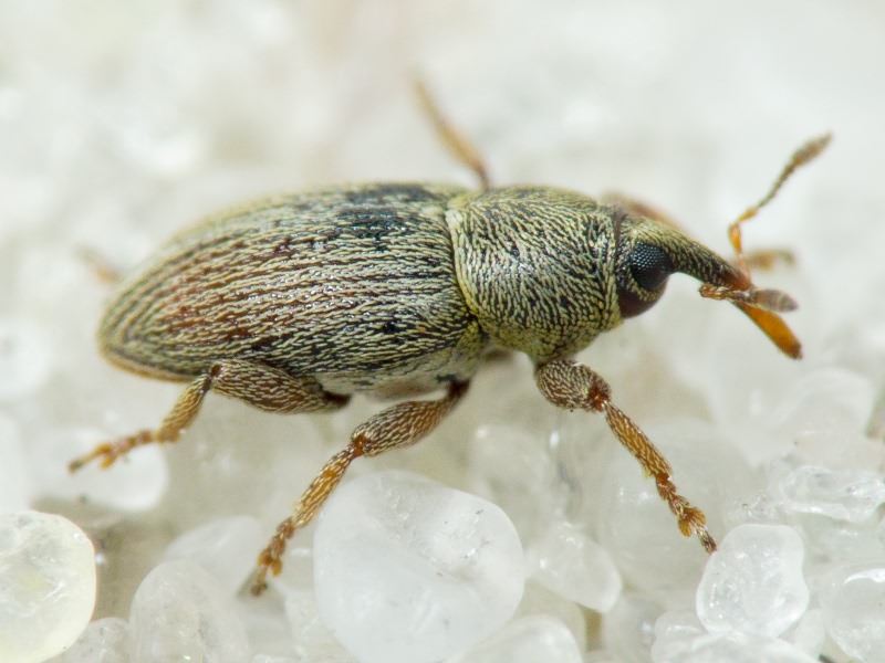 Tychius picirostris (Fabricius, 1787)